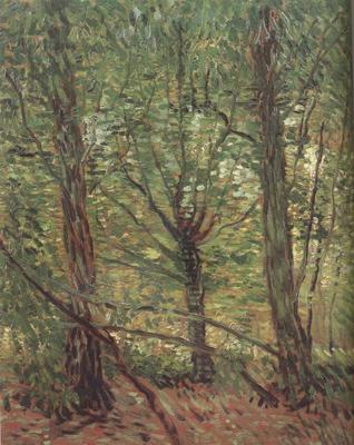 Vincent Van Gogh Trees adn Undergrowth (nn04) china oil painting image